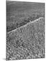 A Woman Standing in the Middle of a Corn Field on a Farm-null-Mounted Photographic Print