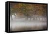 A Woman with Her Dog Stands by a Mist Shrouded Pond in Richmond Park in Autumn-Alex Saberi-Framed Stretched Canvas