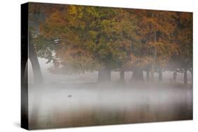 A Woman with Her Dog Stands by a Mist Shrouded Pond in Richmond Park in Autumn-Alex Saberi-Stretched Canvas