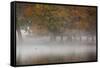 A Woman with Her Dog Stands by a Mist Shrouded Pond in Richmond Park in Autumn-Alex Saberi-Framed Stretched Canvas