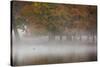 A Woman with Her Dog Stands by a Mist Shrouded Pond in Richmond Park in Autumn-Alex Saberi-Stretched Canvas