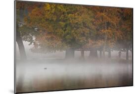 A Woman with Her Dog Stands by a Mist Shrouded Pond in Richmond Park in Autumn-Alex Saberi-Mounted Photographic Print