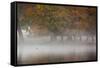 A Woman with Her Dog Stands by a Mist Shrouded Pond in Richmond Park in Autumn-Alex Saberi-Framed Stretched Canvas