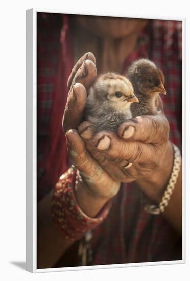 A Women Cuddles Her Baby Chickens Outside Of Kathmandu, Nepal-Rebecca Gaal-Framed Photographic Print