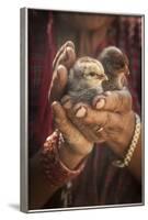 A Women Cuddles Her Baby Chickens Outside Of Kathmandu, Nepal-Rebecca Gaal-Framed Photographic Print