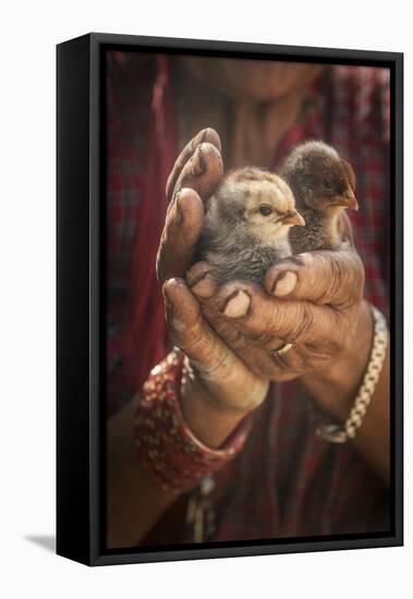 A Women Cuddles Her Baby Chickens Outside Of Kathmandu, Nepal-Rebecca Gaal-Framed Stretched Canvas