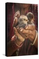 A Women Cuddles Her Baby Chickens Outside Of Kathmandu, Nepal-Rebecca Gaal-Stretched Canvas