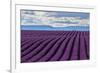 A wonderful day in valensole in purple waves of the sea, Valensole Plateau, Provence, Provence-Alpe-ClickAlps-Framed Photographic Print