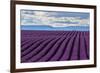 A wonderful day in valensole in purple waves of the sea, Valensole Plateau, Provence, Provence-Alpe-ClickAlps-Framed Photographic Print