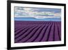 A wonderful day in valensole in purple waves of the sea, Valensole Plateau, Provence, Provence-Alpe-ClickAlps-Framed Photographic Print