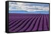 A wonderful day in valensole in purple waves of the sea, Valensole Plateau, Provence, Provence-Alpe-ClickAlps-Framed Stretched Canvas