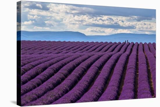 A wonderful day in valensole in purple waves of the sea, Valensole Plateau, Provence, Provence-Alpe-ClickAlps-Stretched Canvas