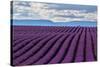 A wonderful day in valensole in purple waves of the sea, Valensole Plateau, Provence, Provence-Alpe-ClickAlps-Stretched Canvas