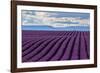 A wonderful day in valensole in purple waves of the sea, Valensole Plateau, Provence, Provence-Alpe-ClickAlps-Framed Photographic Print