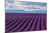 A wonderful day in valensole in purple waves of the sea, Valensole Plateau, Provence, Provence-Alpe-ClickAlps-Mounted Photographic Print