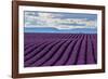 A wonderful day in valensole in purple waves of the sea, Valensole Plateau, Provence, Provence-Alpe-ClickAlps-Framed Photographic Print