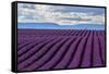 A wonderful day in valensole in purple waves of the sea, Valensole Plateau, Provence, Provence-Alpe-ClickAlps-Framed Stretched Canvas