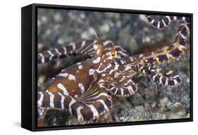 A Wonderpus Octopus Crawls across a Sand Slope-Stocktrek Images-Framed Stretched Canvas