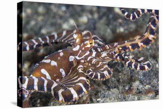 A Wonderpus Octopus Crawls across a Sand Slope-Stocktrek Images-Stretched Canvas