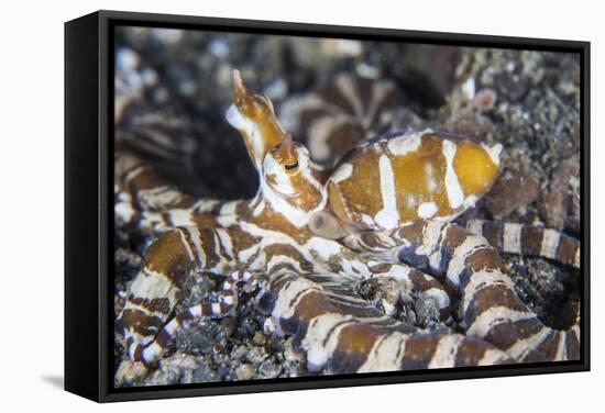 A Wonderpus Octopus Crawls across a Sand Slope-Stocktrek Images-Framed Stretched Canvas