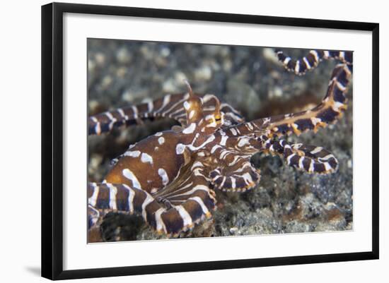 A Wonderpus Octopus Crawls across a Sand Slope-Stocktrek Images-Framed Photographic Print