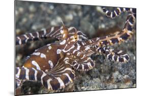 A Wonderpus Octopus Crawls across a Sand Slope-Stocktrek Images-Mounted Photographic Print