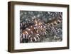 A Wonderpus Octopus Crawls across a Sand Slope-Stocktrek Images-Framed Photographic Print