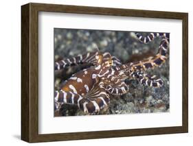A Wonderpus Octopus Crawls across a Sand Slope-Stocktrek Images-Framed Photographic Print