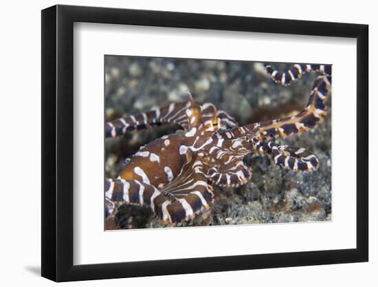 A Wonderpus Octopus Crawls across a Sand Slope-Stocktrek Images-Framed Photographic Print