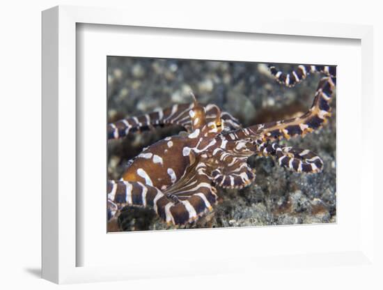 A Wonderpus Octopus Crawls across a Sand Slope-Stocktrek Images-Framed Photographic Print