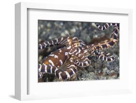 A Wonderpus Octopus Crawls across a Sand Slope-Stocktrek Images-Framed Photographic Print