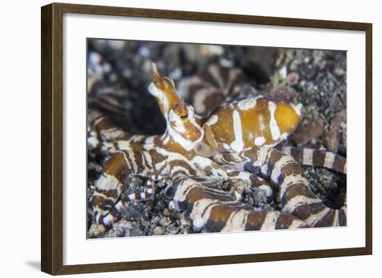 A Wonderpus Octopus Crawls across a Sand Slope-Stocktrek Images-Framed Photographic Print