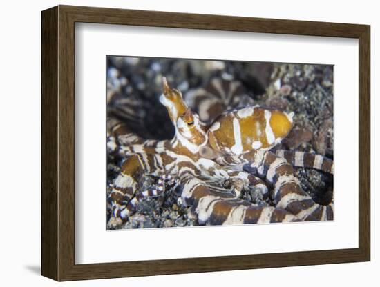 A Wonderpus Octopus Crawls across a Sand Slope-Stocktrek Images-Framed Photographic Print