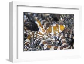 A Wonderpus Octopus Crawls across a Sand Slope-Stocktrek Images-Framed Photographic Print