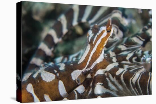 A Wonderpus Octopus Found in Lembeh Strait, Indonesia-Stocktrek Images-Stretched Canvas