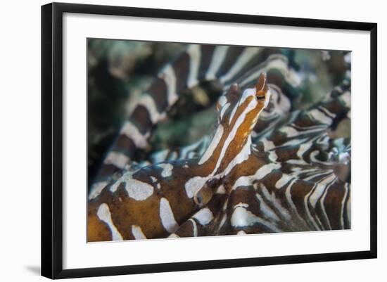 A Wonderpus Octopus Found in Lembeh Strait, Indonesia-Stocktrek Images-Framed Photographic Print