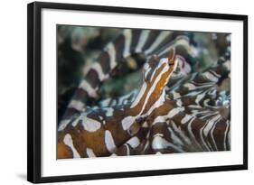 A Wonderpus Octopus Found in Lembeh Strait, Indonesia-Stocktrek Images-Framed Photographic Print