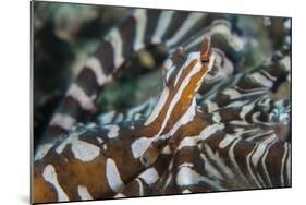 A Wonderpus Octopus Found in Lembeh Strait, Indonesia-Stocktrek Images-Mounted Photographic Print