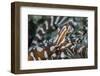 A Wonderpus Octopus Found in Lembeh Strait, Indonesia-Stocktrek Images-Framed Photographic Print