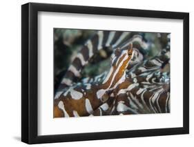 A Wonderpus Octopus Found in Lembeh Strait, Indonesia-Stocktrek Images-Framed Photographic Print