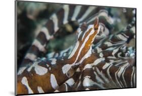 A Wonderpus Octopus Found in Lembeh Strait, Indonesia-Stocktrek Images-Mounted Photographic Print