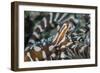 A Wonderpus Octopus Found in Lembeh Strait, Indonesia-Stocktrek Images-Framed Photographic Print