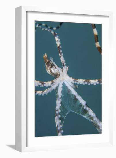 A Wonderpus Octopus Found in Lembeh Strait, Indonesia-Stocktrek Images-Framed Photographic Print