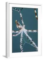 A Wonderpus Octopus Found in Lembeh Strait, Indonesia-Stocktrek Images-Framed Photographic Print