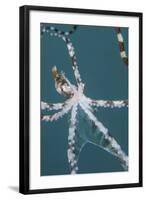 A Wonderpus Octopus Found in Lembeh Strait, Indonesia-Stocktrek Images-Framed Photographic Print