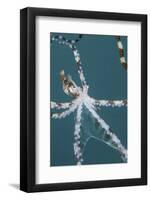 A Wonderpus Octopus Found in Lembeh Strait, Indonesia-Stocktrek Images-Framed Photographic Print