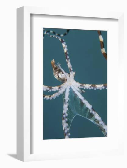 A Wonderpus Octopus Found in Lembeh Strait, Indonesia-Stocktrek Images-Framed Photographic Print