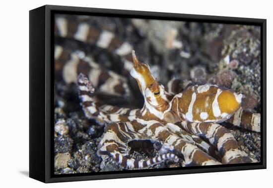 A Wonderpus Octopus in Lembeh Strait, Indonesia-Stocktrek Images-Framed Stretched Canvas