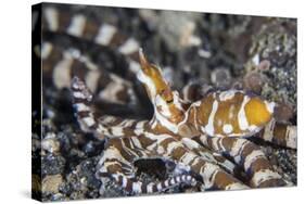 A Wonderpus Octopus in Lembeh Strait, Indonesia-Stocktrek Images-Stretched Canvas