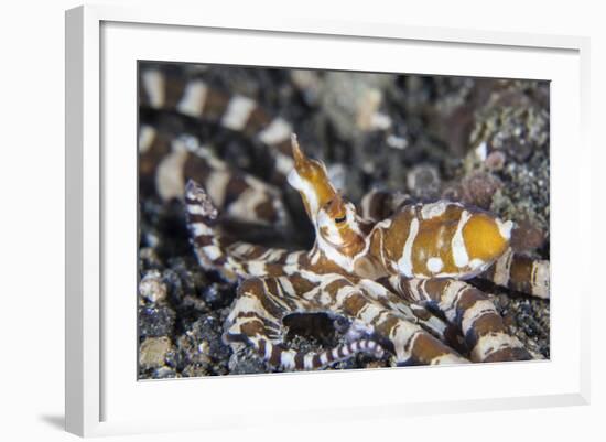 A Wonderpus Octopus in Lembeh Strait, Indonesia-Stocktrek Images-Framed Photographic Print